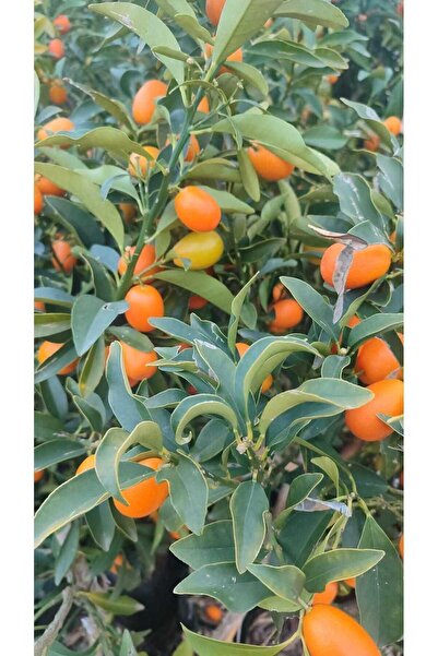 AYDOĞDU Yenilebilir süs portakalı kamkat (kumkuat) fidanı