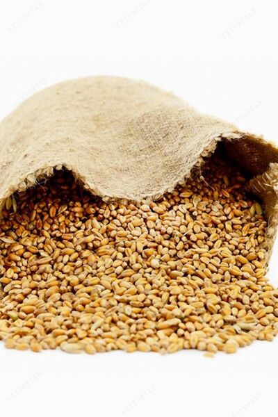 BİGA MURAT GIDA Yemlik Buğday 5 Kg (Kuş, Tavuk, Kaz, Ördek, Kanatlı ve Güvercinler için)