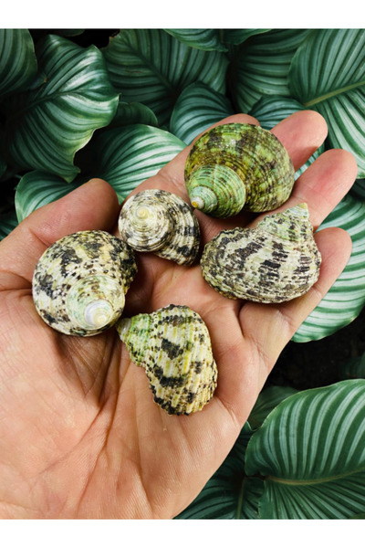 Flea Market Cochilie de mare autentică - Viridi Mediocris - Fără găuri - (100...