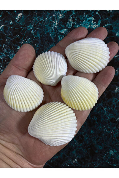 Flea Market صدفة البحر الحقيقية - ألبوس أنجيلوس - بدون فتحات - (100 جرام، متو...