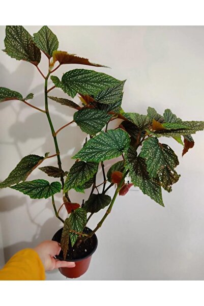 freckled begonias - Large Size (50-65 Cm )