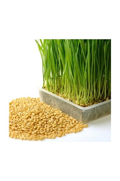 Genel Markalar Tohumculuk Buğday Tohumu 1 Kg Buğday Çimi Tohumu Kedi Çimi