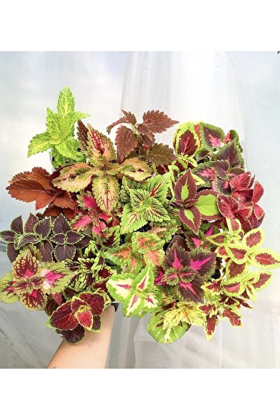 retro çiçekçilik Mini Saksıda 6 Adet Karışık Çeşit Yaprak Güzeli Coleus Set