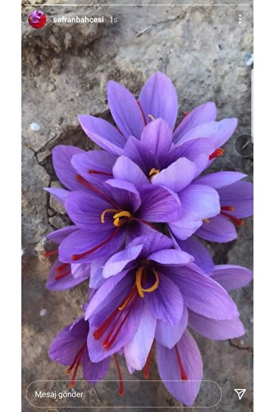 ZEYSEN TROPİKAL 50 Adet Horasan Gerçek Safran Soğanı Crocus Sativus