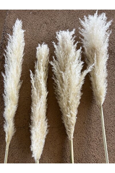 MELİF 9 Adet Pampas Kuru Çiçek Dekorasyon