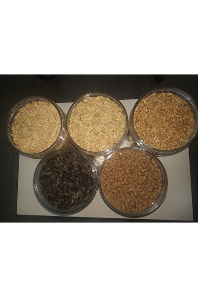 GoldMindMix KEMİRGEN YEMİ BEŞLİ SET 5x1Kg (Yulaf, Arpa, Buğday, Ayçekirdeği, ...