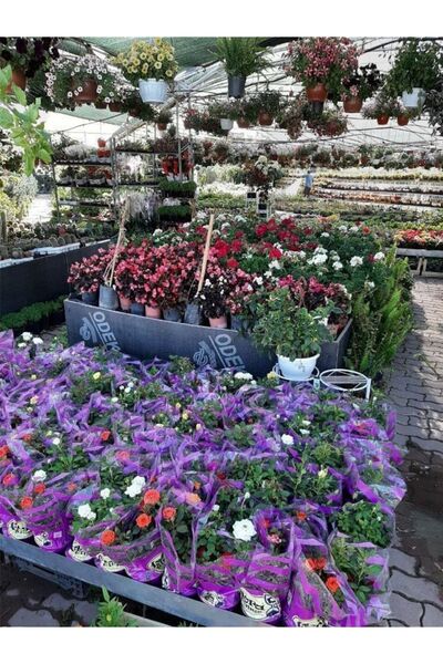 Mevsim Fidancılık Tüplü Yediveren Karışık Renk Çıtır Minyatür Gül Fidanı Bodu...