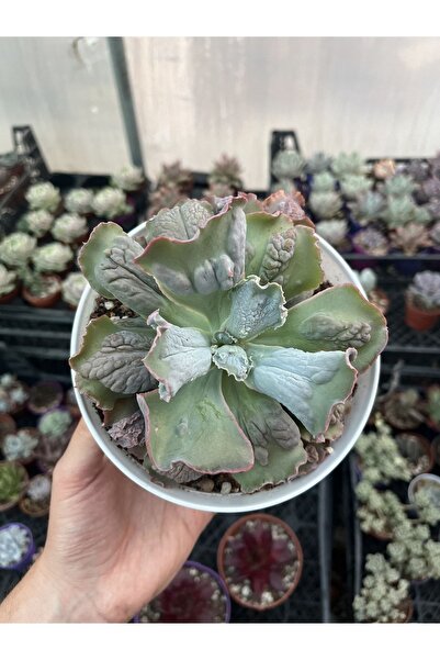 SukuLand Echeveria Linguas Ithal Koleksyonluk Özel Tür Sukulent 13cm Saksıda