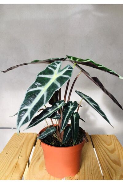 SUKULENTİSTANBUL Fil Kulağı Bitkisi - Alocasia Polly 25-30cm - Iç Mekan Bitkisi