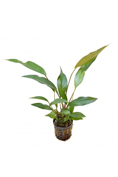 Atakan Petshop Anubias Lanceolata 8-10 Yapraklı Kök Canlı Bitki