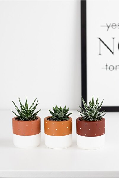 LOREMY Puantiyeli Beton Saksı Üçlü Set Kaktüs&sukulent Saksısı (küçük Boy)