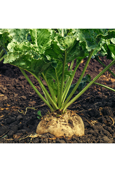 Bade Shop 200 Adet Tohum - Yerli Doğal  Şeker Pancarı Tohumu