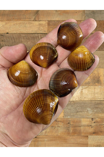 Flea Market صدفة البحر الحقيقية - كابولوس ماري - بدون فتحات - (60 جرام - 12 قطعة متوسطة)