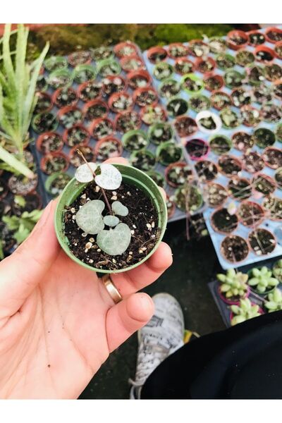 Heart vs. Heart Plant Ceropegia Woodi Mini Size