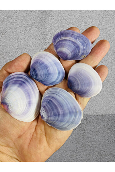 Flea Market صدفة البحر الحقيقية - Oceanum Legatum - بدون ثقب - (60 جرام، 10 ق...