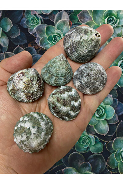 Flea Market Естествени миди - viridi collis - Непробити - (8 броя)