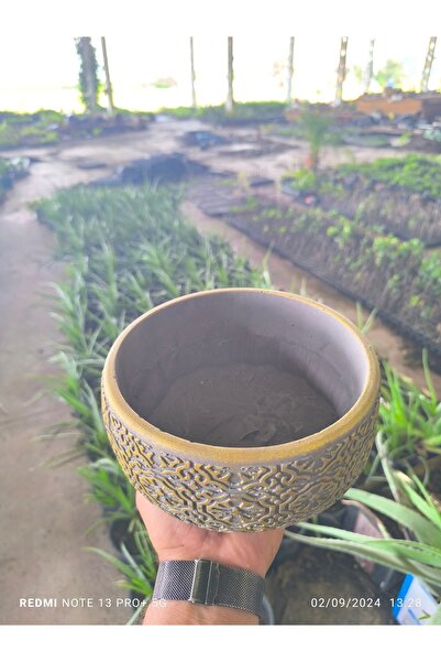 Genel Markalar Altın desen beton bonsai aranjman ve Orkide saksısı