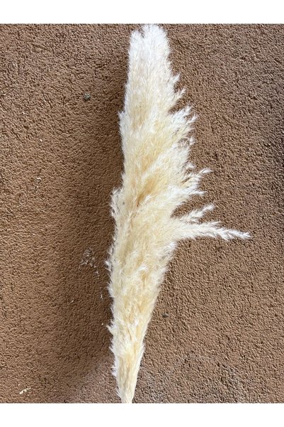 MELİF 9 Adet Pampas Kuru Çiçek Dekorasyon