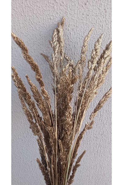 kutmen شرابة ذهبية مذهبة غصن فرعي زهرة جافة 25 غصن