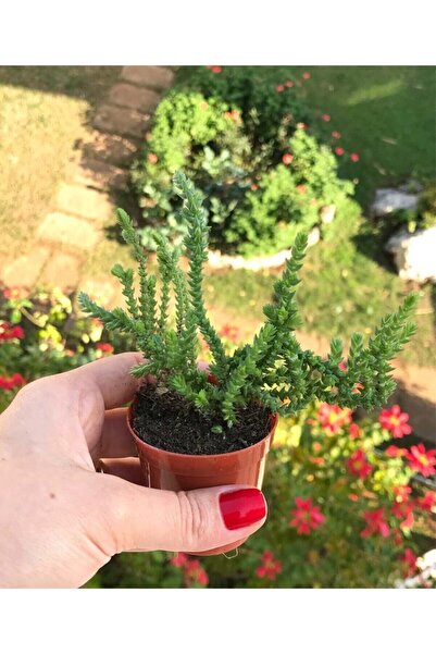 Sukulent Çeşitleri Crassula Muscosa - Prenses Çamı