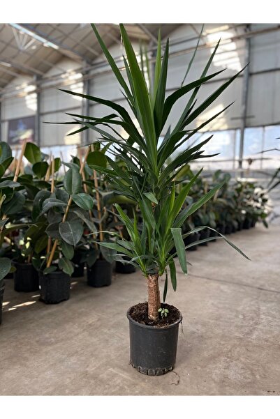 Su Plant Yucca - Yuka Bitkisi Iki Gövdeli Yucca Avize Çiçeği Canlı Salon Bitkisi 80 - 100 cm