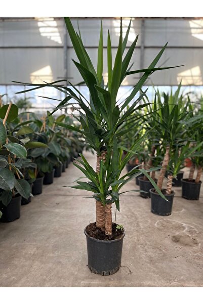 Su Plant Yucca - Yuka Bitkisi Iki Gövdeli Yucca Avize Çiçeği Canlı Salon Bitkisi 80 - 100 cm