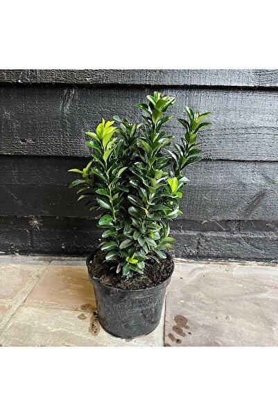 Gloria TÜPLÜ YEŞİL TAFLAN FİDANI BOY 40-50CM