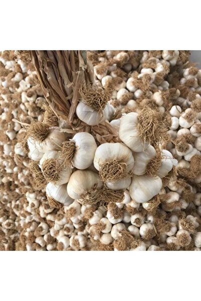 BATTON Taşköprü Sarımsağı 1 Kg Hasadı (YENİ HASAD) Taze Sarımsak Orta Boy