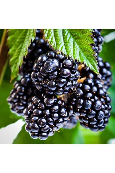 Öner Fidancılık Böğürtlen Fidanı (Aşılı)