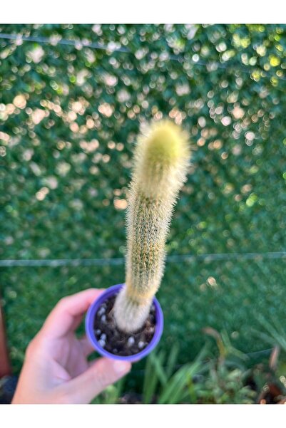 Birtutamrenk Cleistocactus baumannii maymun kuyruğu kaktüs 5.5lik
