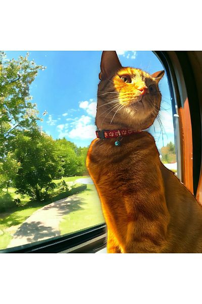 Bukiro Adjustable Colorful Graffiti Cat And Small Breed Dog Collar Phosphorescent Cat Collar