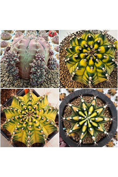 TULIN Gymnocalycium M. Variegata "daydream/canary/moon Crown/ Half Moon - Öze...