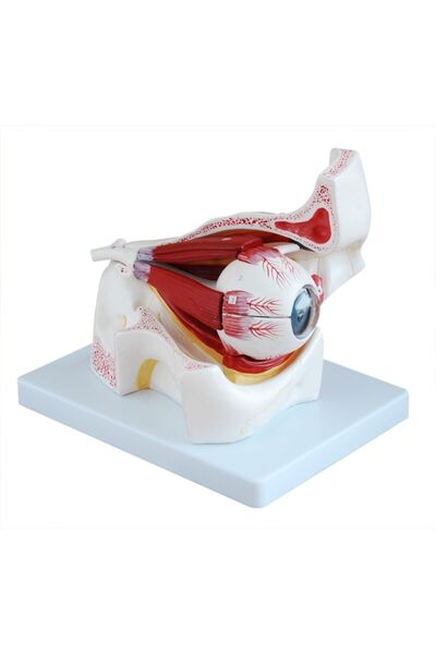 Genel Markalar Orbitli Göz Modeli - Orbitli Göz Maketi