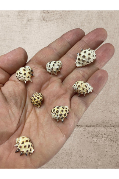 Flea Market Cochilie de mare autentică - Maculosus Pulchra - Fără găuri - (60...