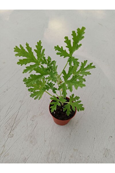 Ravza Çiçekçilik Itır çiçeği müthiş kokulu sivrisinek kovucu 5.5 Cm Saksıda