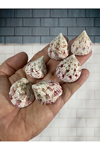 Flea Market Cochilie de mare autentică - Rosea Somnium - Fără găuri - (10 buc...