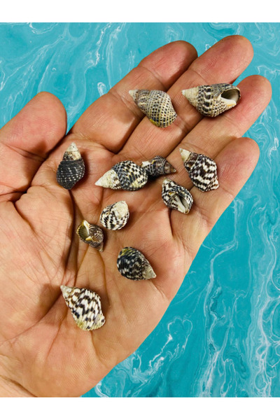 Flea Market Естествена морска черупка - Vagus Solus - твърда - (60 г, приблиз...