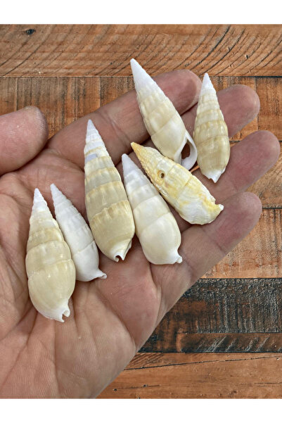 Flea Market Cochilie de mare autentică - Minaret Umbra - Fără găuri - (100gr ...