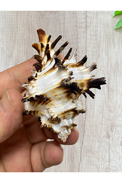 Flea Market صدفة حقيقية - هاماتيس فيلم - بدون فتحة - (2 قطعة)