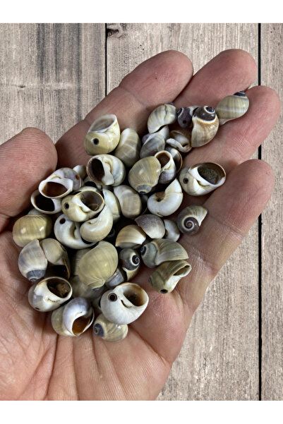 Flea Market صدفة البحر الحقيقية - ميريديانوس - بدون ثقب - (50 جرام، 80 قطعة متوسطة)