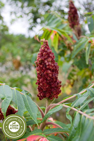 Gülçehre Yörem Afyon Meşhur Mardin Midyat Yöresinden Doğal Şifa Kaynağı Yerli Hasat Tane Sumak {rhus} | 80gr