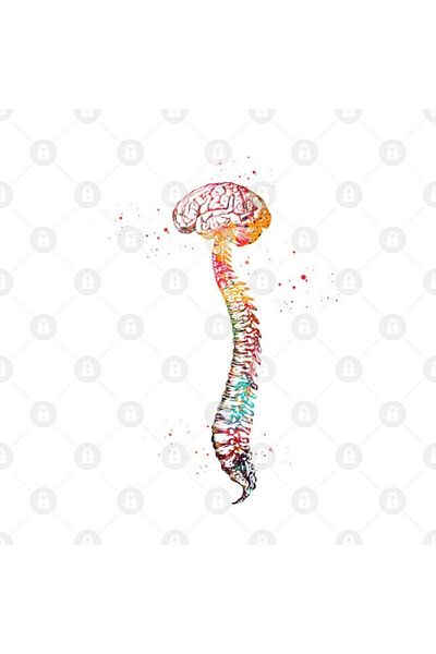 TatFast Human Spine with Brain Mug, Gift, Dowry, Presentation