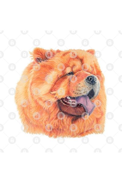TatFast كوب Chowchow، هدية، مهر، عرض