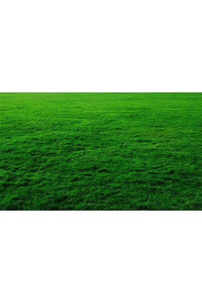 DEFNE TOHUMCULUK Dört Mevsim Yaz Kış Yeşil Çim Tohumu 6 Lı Karışım 1 Kg