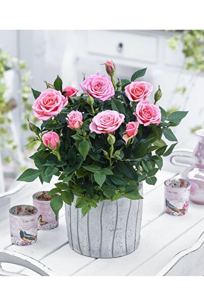SYNETELLYA Pembe Minyatür Gül Bitkisi Miniature Rose 20-30 cm