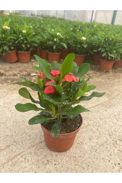 Dikenlitel Milli Dikenler Tacı (euphorbia) Kırmızı Çiçekli