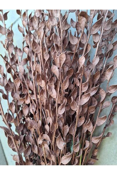 kutmen Bakır Rengı Sedef Çiçeği 15 Dal(KURU ÇIÇEK)