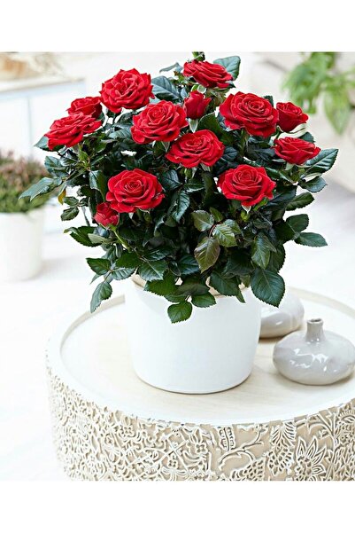 SYNETELLYA Kırmızı Minyatür Gül Bitkisi Miniature Rose 20-30 cm