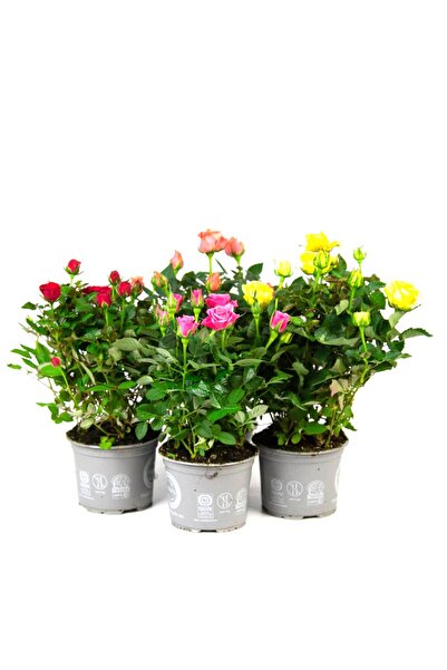 SYNETELLYA 3 Adet Karışık Renklerde Minyatür Gül Bitkisi Miniature Rose 20-30 cm