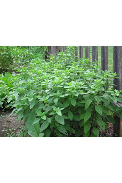 Tohum Dünyası 100 Adet Limonlu Fesleğen Tohumu